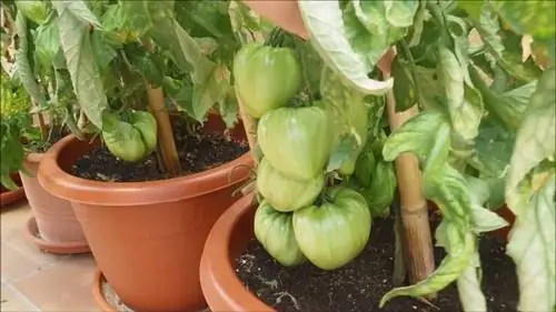 Томатное сердце байе на плантации