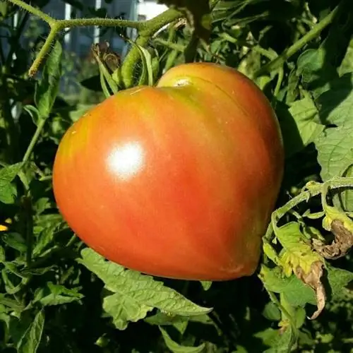 выращивание помидоров