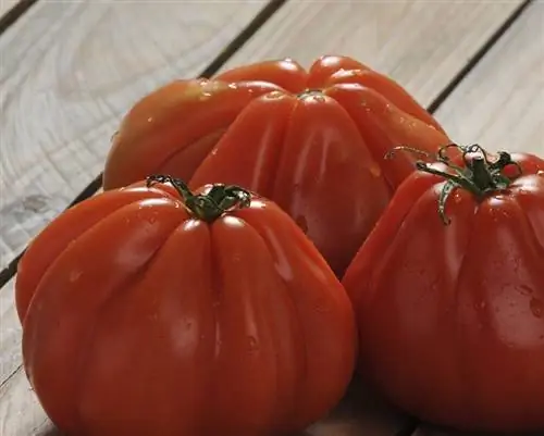 характеристики томатов