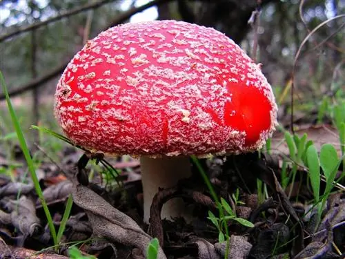 Вид на гриб Amanita muscaria