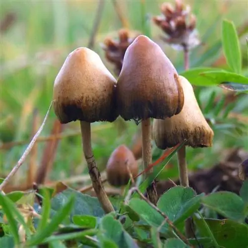 Вид на Psilocybe semilanceata