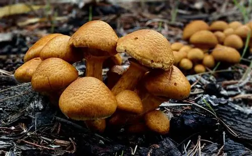 Вид на Gymnopilus junonius