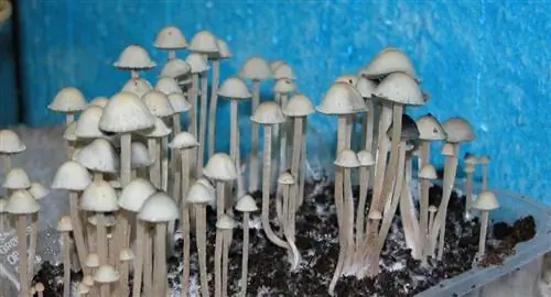 Вид на Panaeolus cyanescens