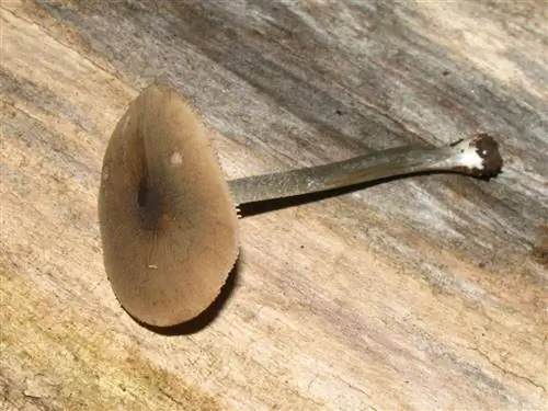 Вид на Pluteus cyanopus