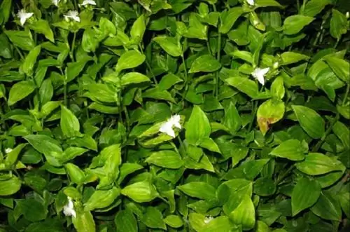 маленькие зеленые листья Tradescantia fluminensis