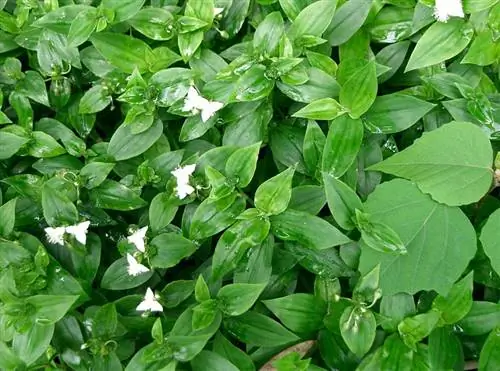 Любовь к человеку (Tradescantia fluminensis)