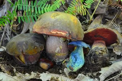 Синий цвет при разрезании гриба