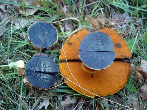 Подберезовик красный черенкование