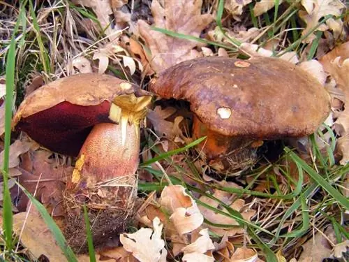 Боровик красный