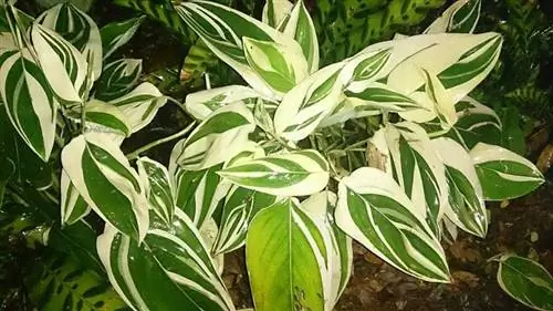 Вид на Maranta arundinacea 'Variegata'