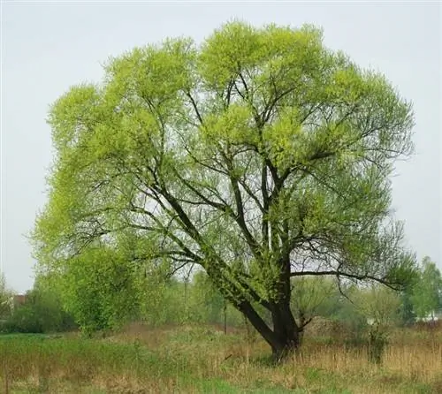Вид на Salix fragilis