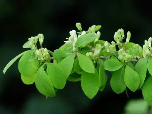 Lonicera - вьющиеся растения.