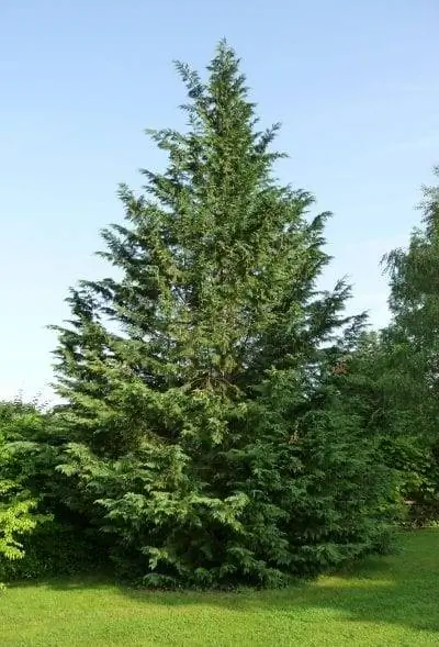 Кипарис Лейландии