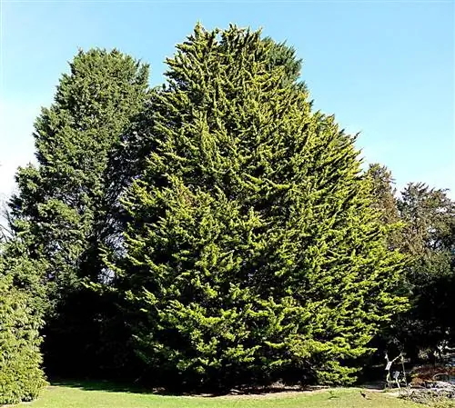 Вид на Cupressus macrocarpa