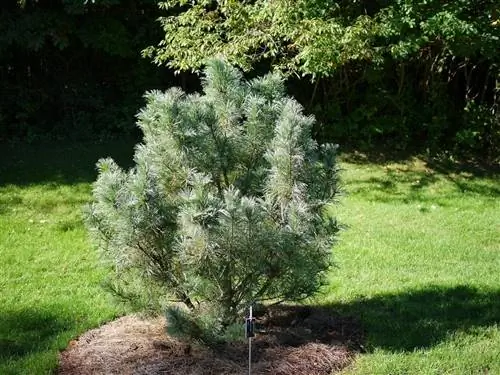 Pinus pumila в саду