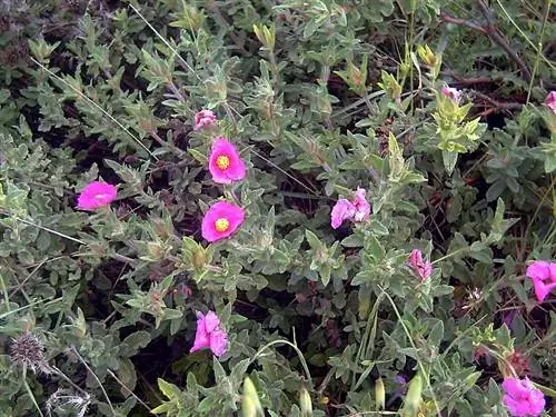 кустарник с розовыми цветами под названием Cistus Crispus