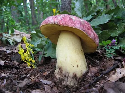 Боровик королевский