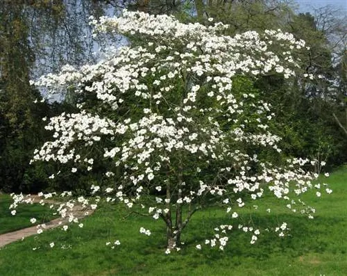 Cornus florda - маленькое деревце