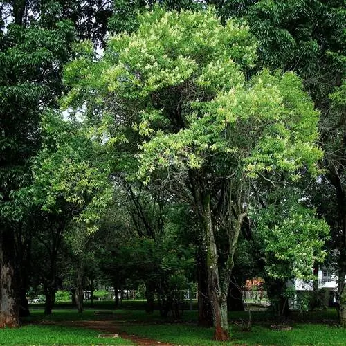 Ligustrum lucidum - вечнозеленое дерево.