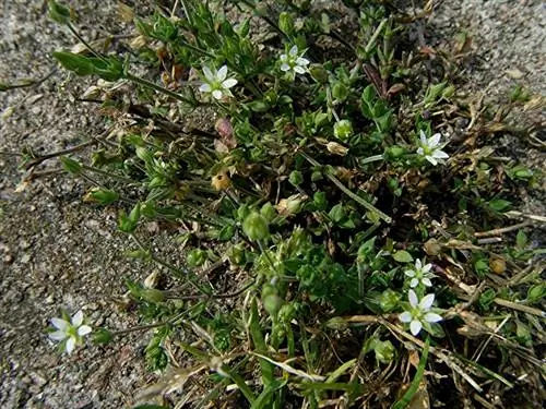 Аренария (Arenaria serpyllifolia)
