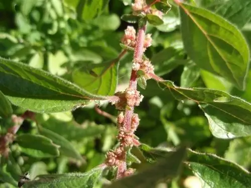 Красный стебель Parietaria judaica