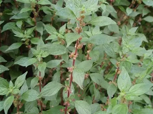 Пыльца Parietaria judaica