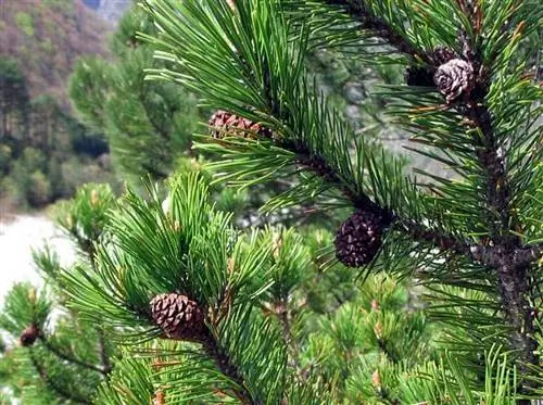 кустарник с кедровыми орешками под названием Pinus mugo