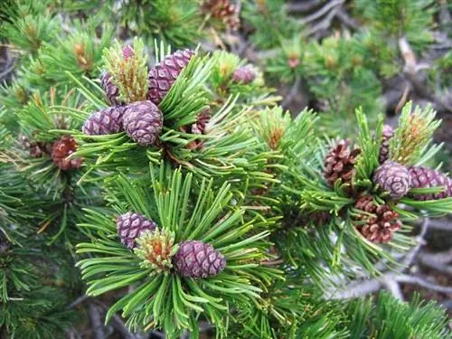кустарник с кедровыми орешками под названием Pinus mugo
