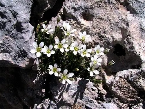 Каменная трава (Arenaria grandiflora)