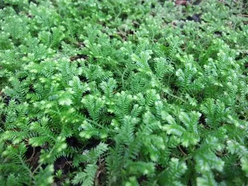 Растения рода Selaginella