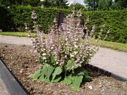 Вид на цветок Salvia sclarea