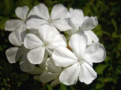 Вид на Plumbago alba с белыми цветами