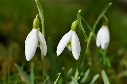 Galanthus nivalis - луковичный