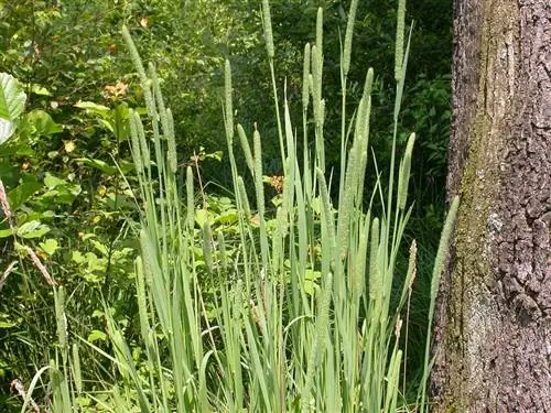 Трава тимофеевки или Phleum pratense рядом с деревом