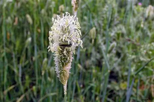 одно растение под названием Phleum pratense