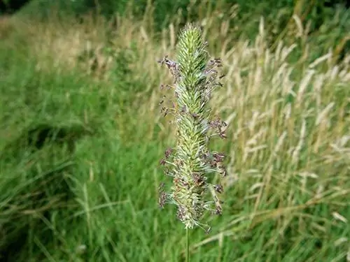 поле полное ветвей Phleum pratense