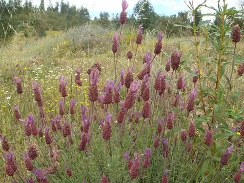 Французская лаванда (Lavandula pedunculata)