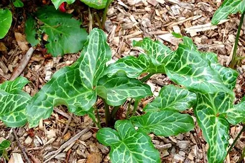 Весенний цветок (Arum italicum)