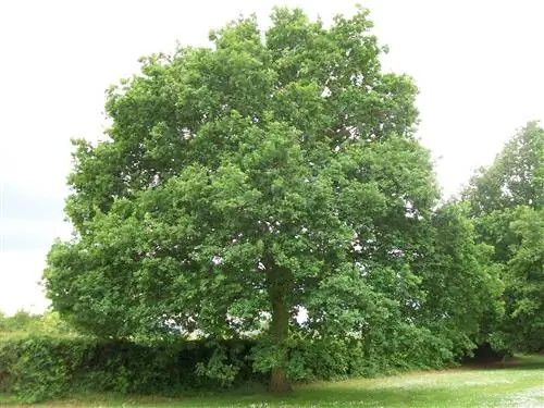 Вид на Quercus robur