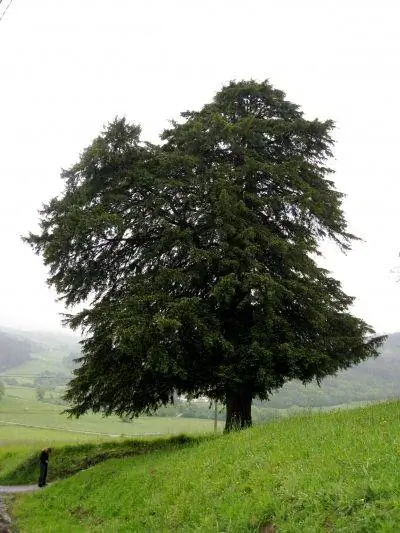 Вид на Taxus baccata или Тис