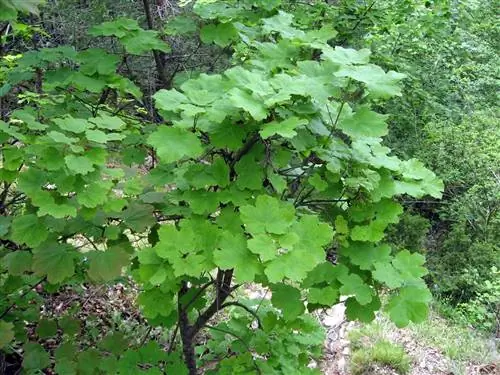 Acer opalus - листопадное дерево