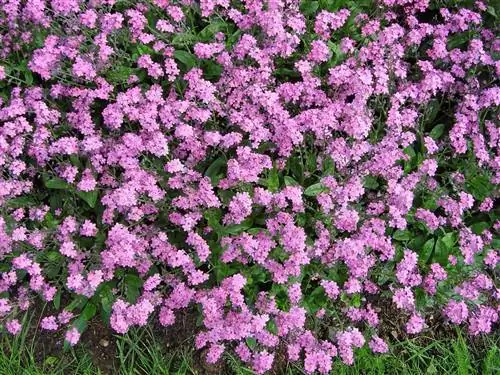 розовые цветки растения Myosotis sylvatica