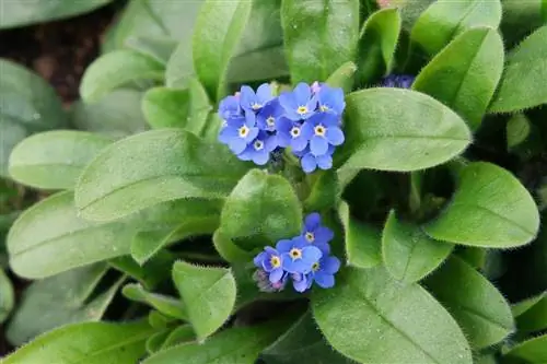 маленькие пурпурные цветки растения Myosotis sylvatica