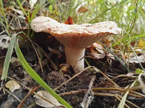 Внешний вид Lactarius torminosus