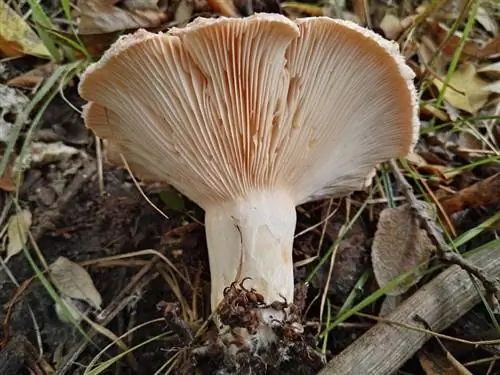 Шляпка ложной лисички