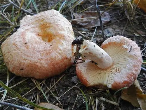 Характеристики Lactarius torminosus