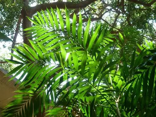 Chamaedorea elegans - пальма
