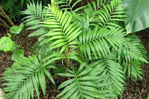 Салонная пальма (Chamaedorea elegans)