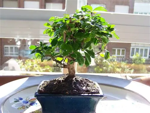 Какие заботы о бонсай Кармона?