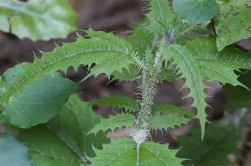 Вид на Urtica ferox